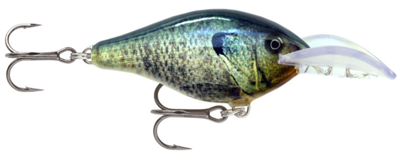 (BGL) Live Bluegill